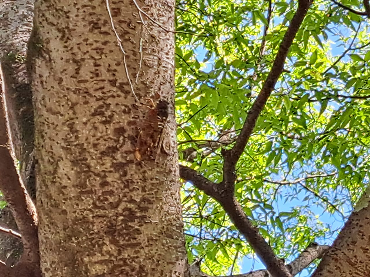 梅林公園