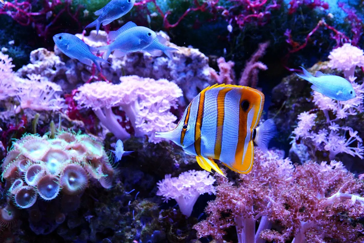 広島もとまち水族館(フリー画像)