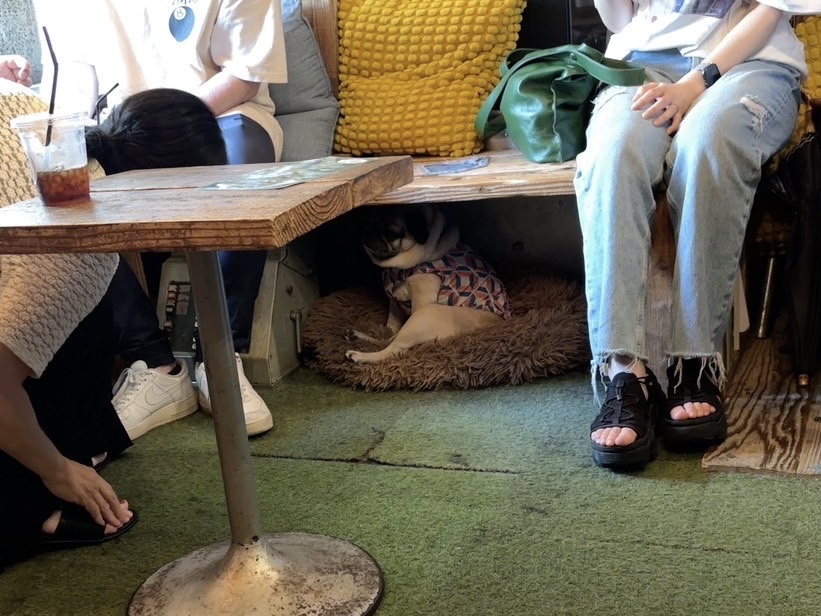 店内でくつろぐ9689coffeeの看板犬