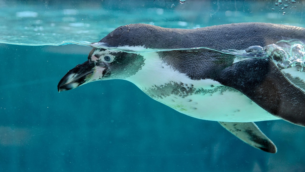 岩場を歩くフンボルトペンギンの群れ