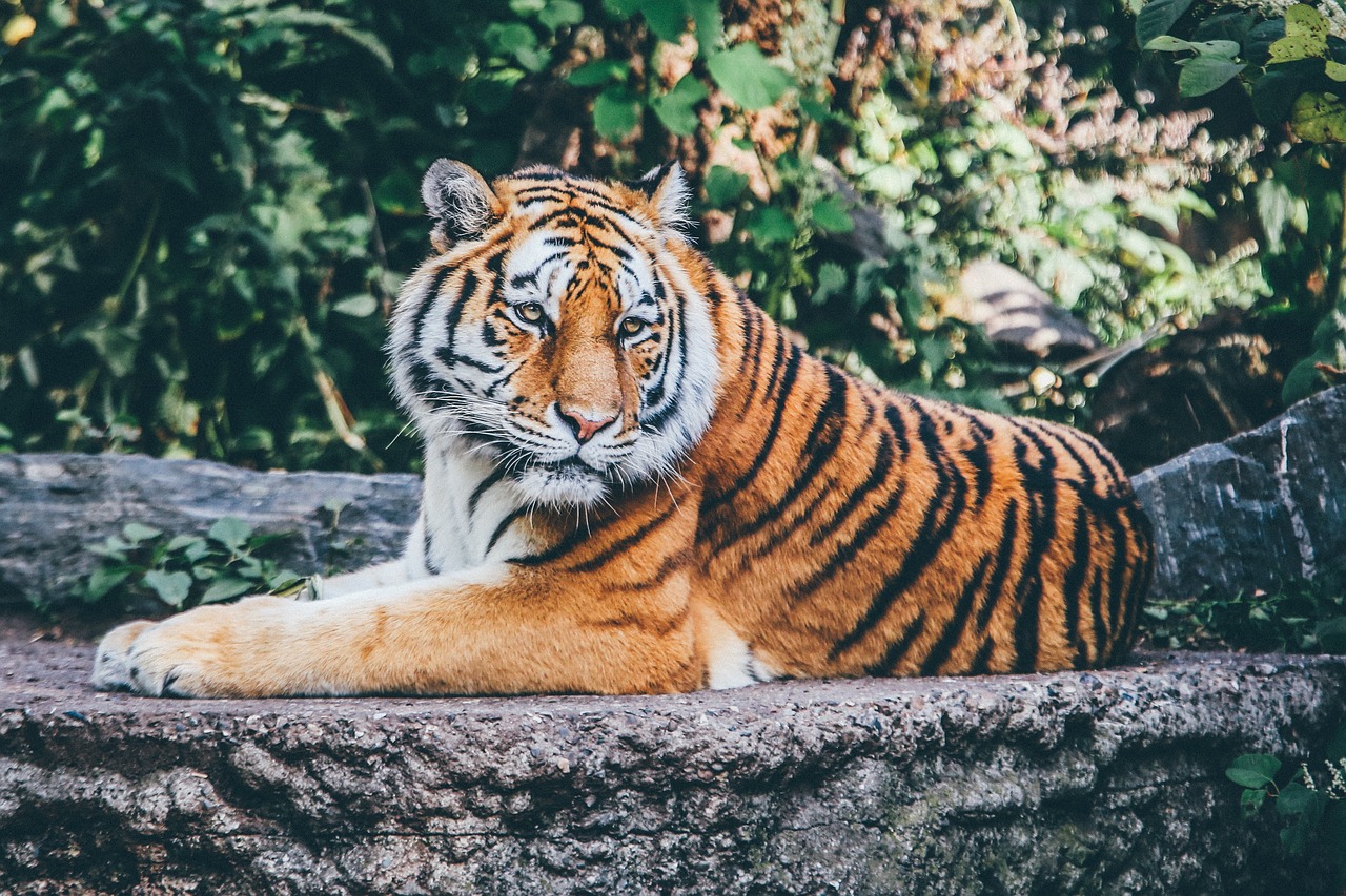夜の動物園で静かに佇むトラの姿