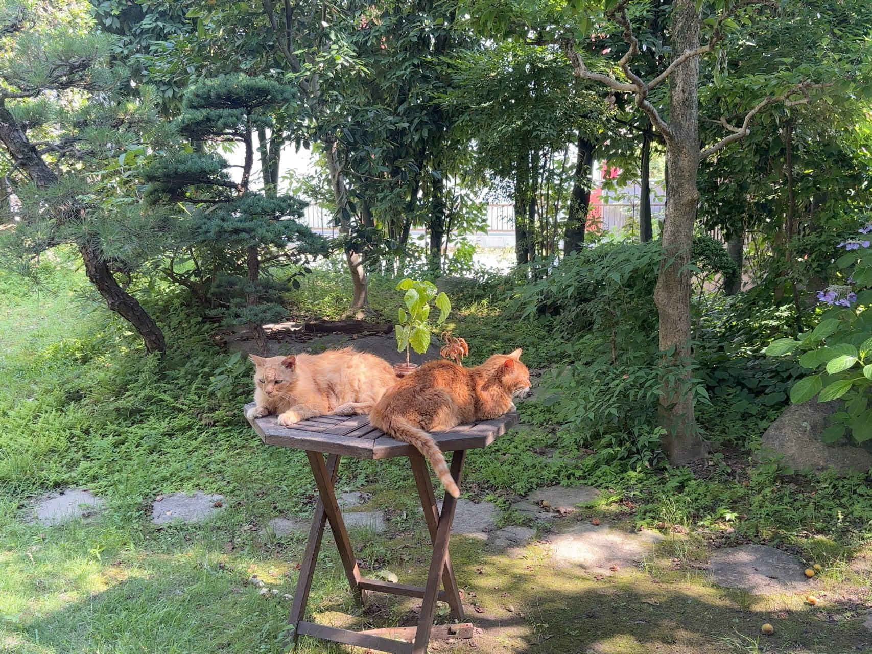  庭で寄り添って気持ちよさそうに眠る2匹の猫ちゃん