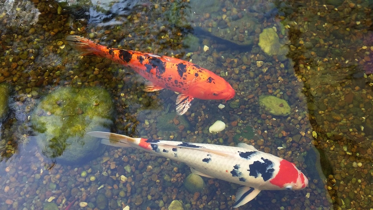 イベントで使用される鯉の稚魚のイメージ