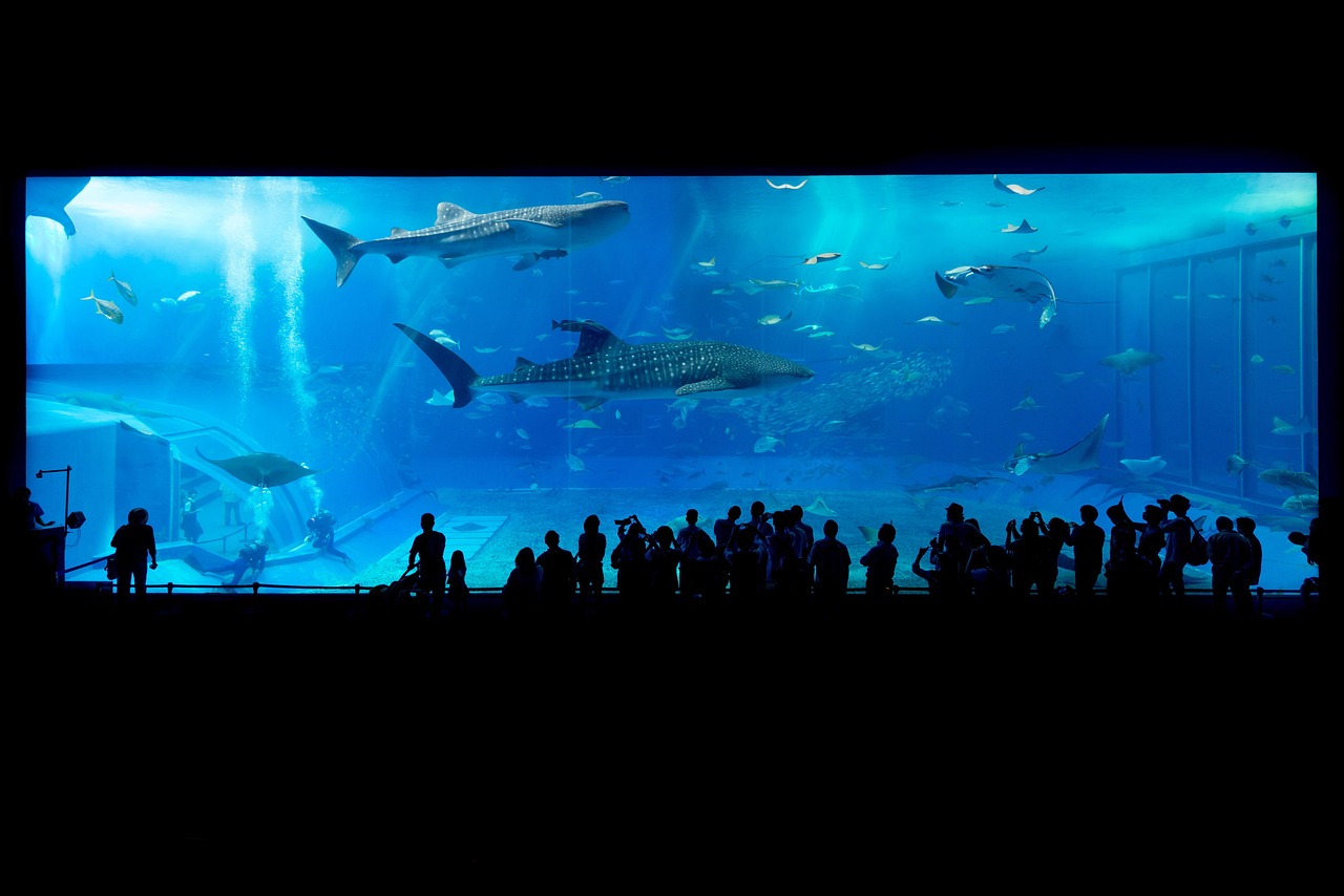 色とりどりの魚たちが泳ぐ「広島もとまち水族館」のイメージ画像
