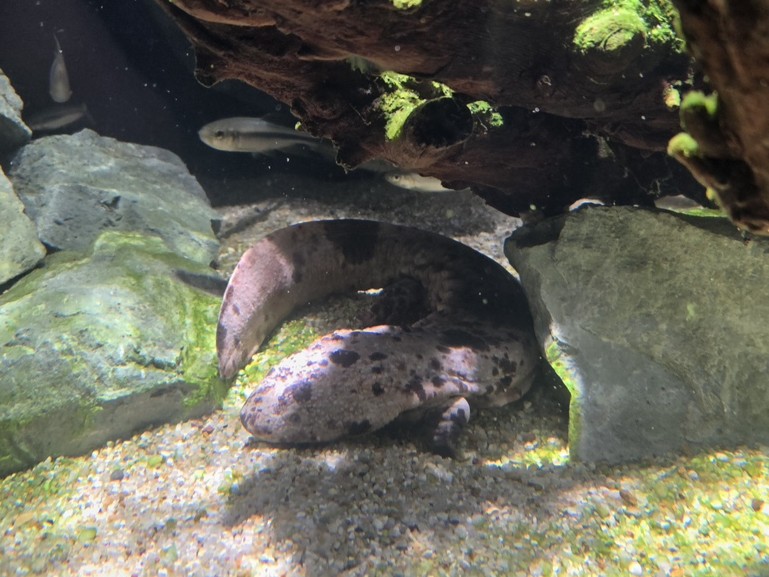 FORESTエリアに展示されるオオサンショウウオの水槽展示