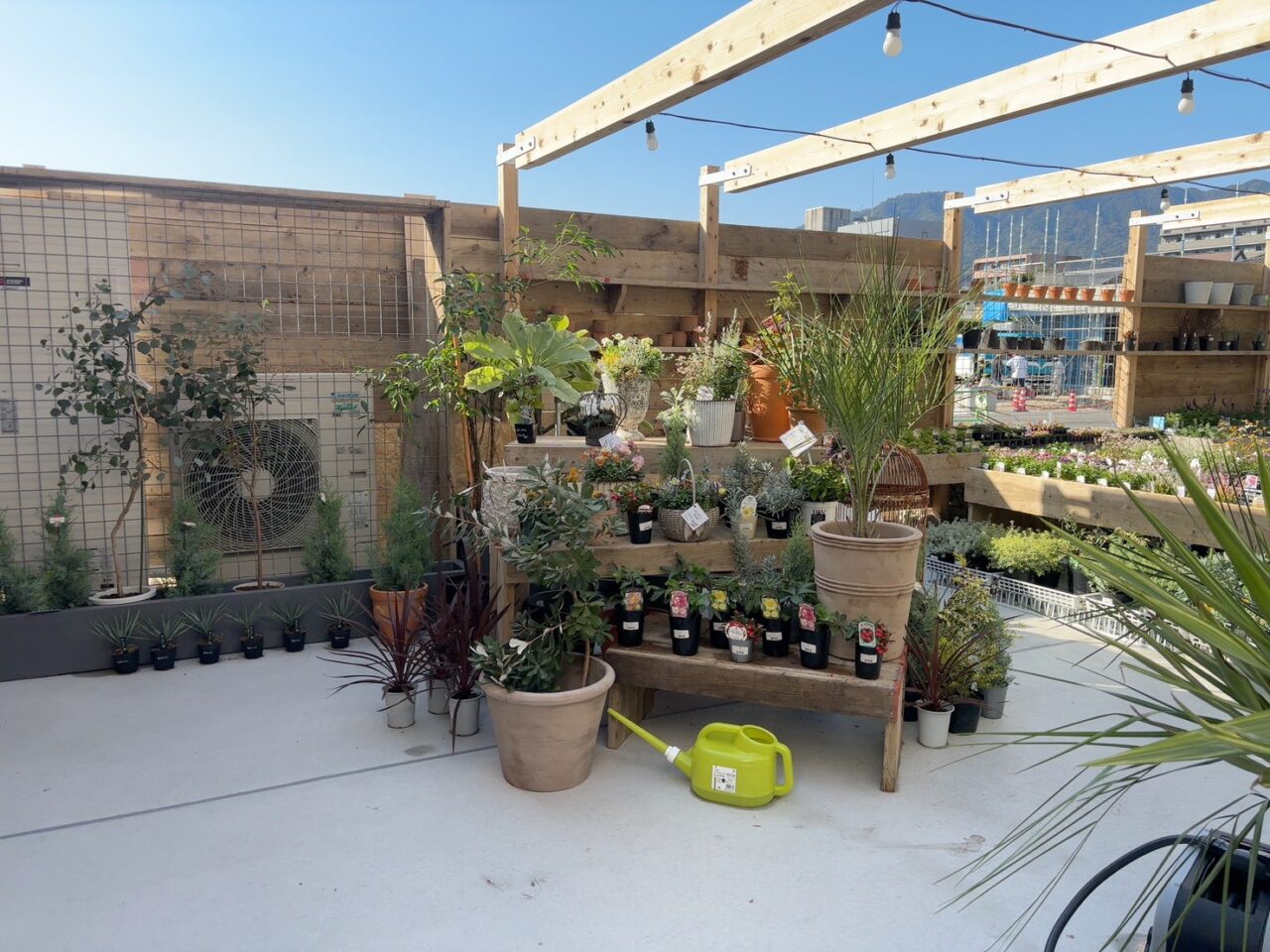 SORANIWA店内に並ぶ観葉植物や花の苗。緑に囲まれた癒やしの空間。