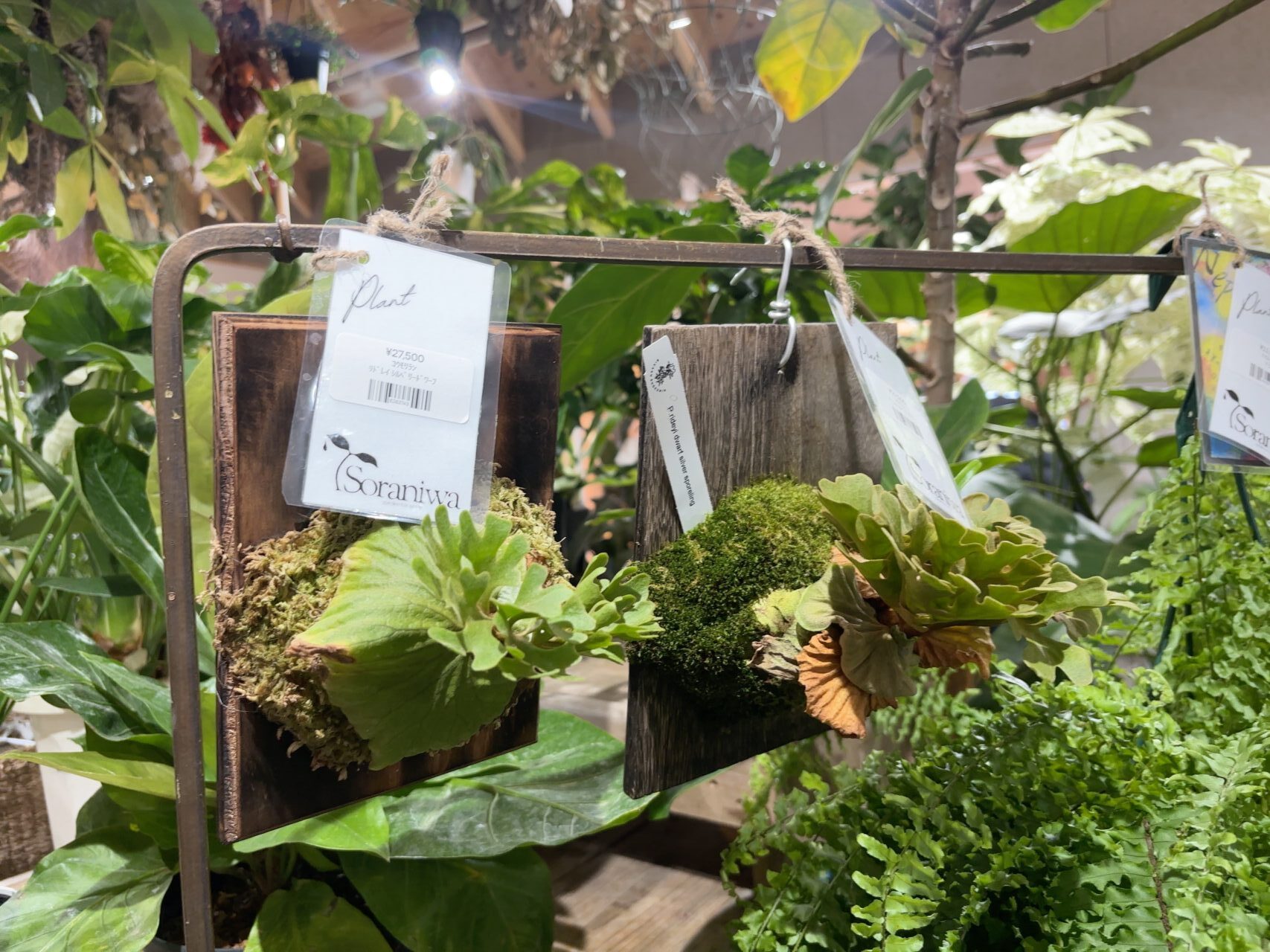 並べられた観葉植物。緑がいっぱいの癒し空間