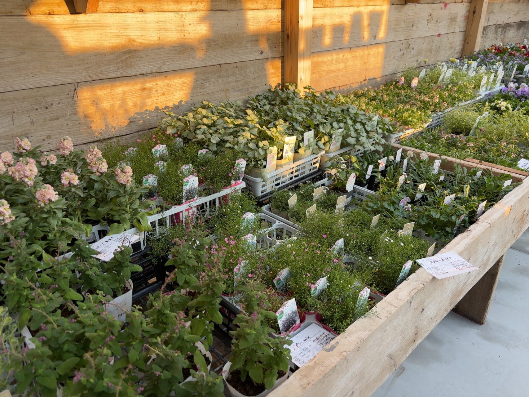 店内には色とりどりの植物や花の苗が並ぶ