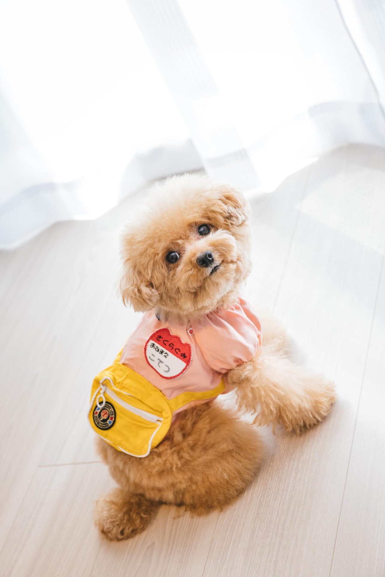 撮影ブースでわんちゃんが撮影されているイメージ写真