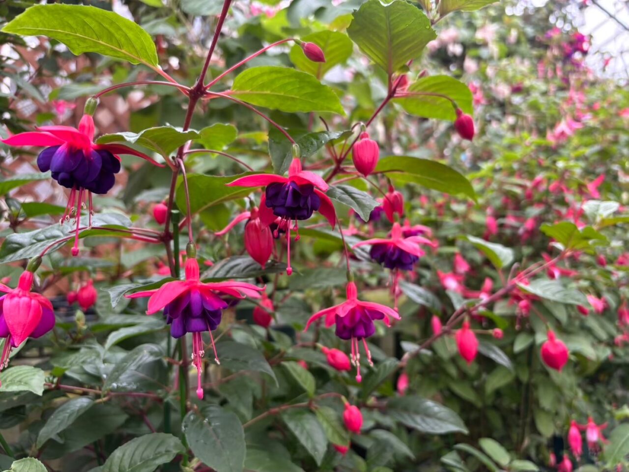 ラン展会場の温室内に並ぶランやさまざまな植物の様子