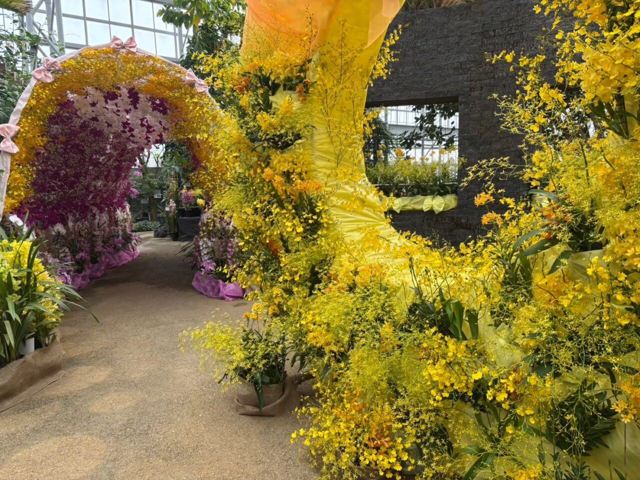 春の特別ラン展で展示されている色とりどりのランの花（昨年）