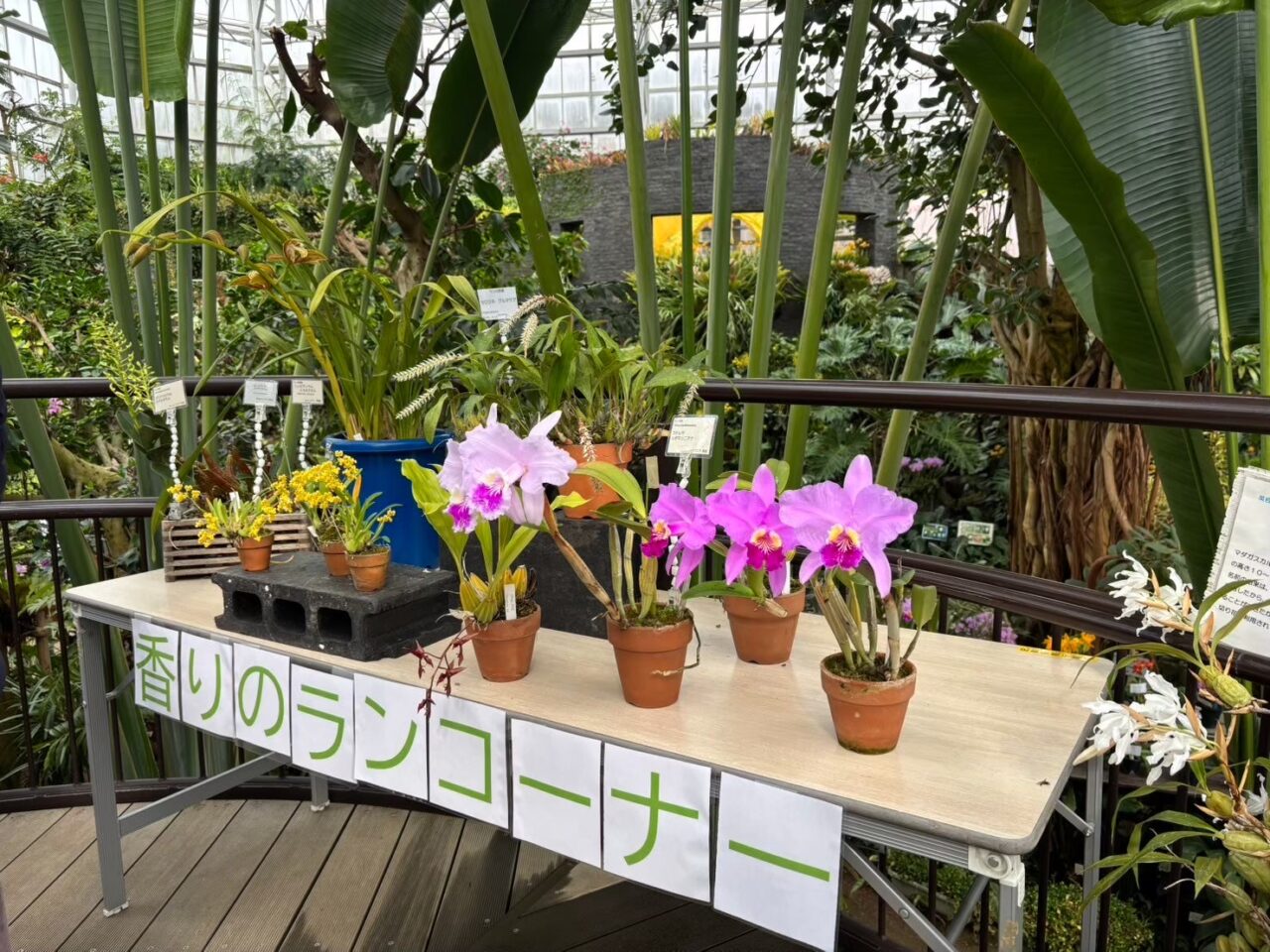 春の特別ラン展で展示されている色とりどりのランの花（昨年）