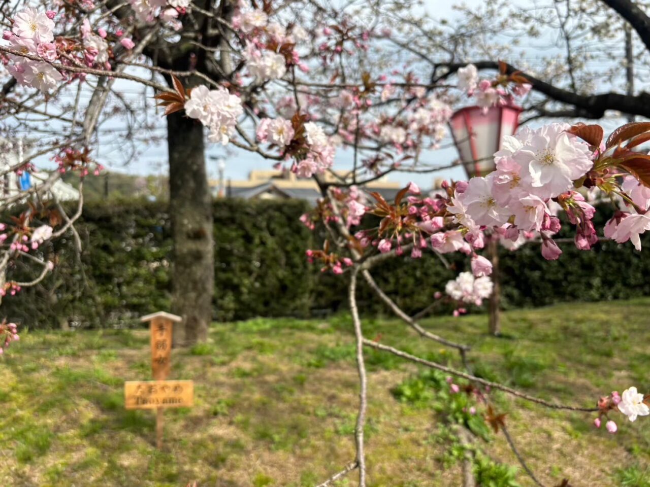 造幣局広島支局「花のまわりみち」過去開催時の桜並木の様子