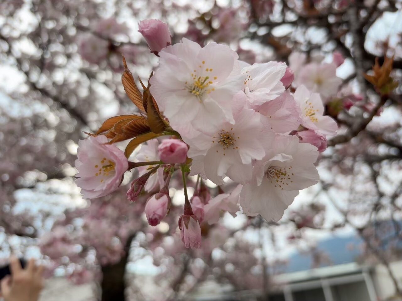 造幣局広島支局「花のまわりみち」過去開催時の桜並木の様子
