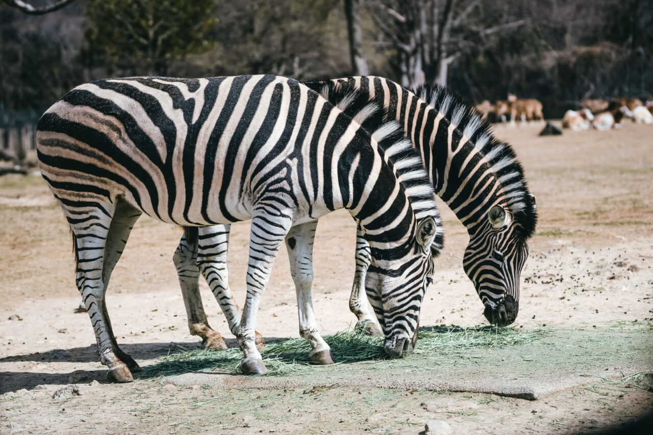 安佐動物公園で開催される納涼ナイトサファリのイメージ