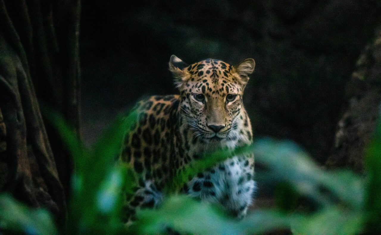 安佐動物公園で開催される納涼ナイトサファリのイメージ