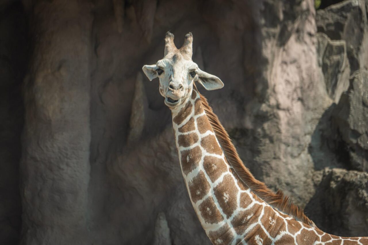 安佐動物公園で開催される納涼ナイトサファリのイメージ